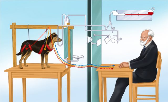 Pavlov's Dog experiment